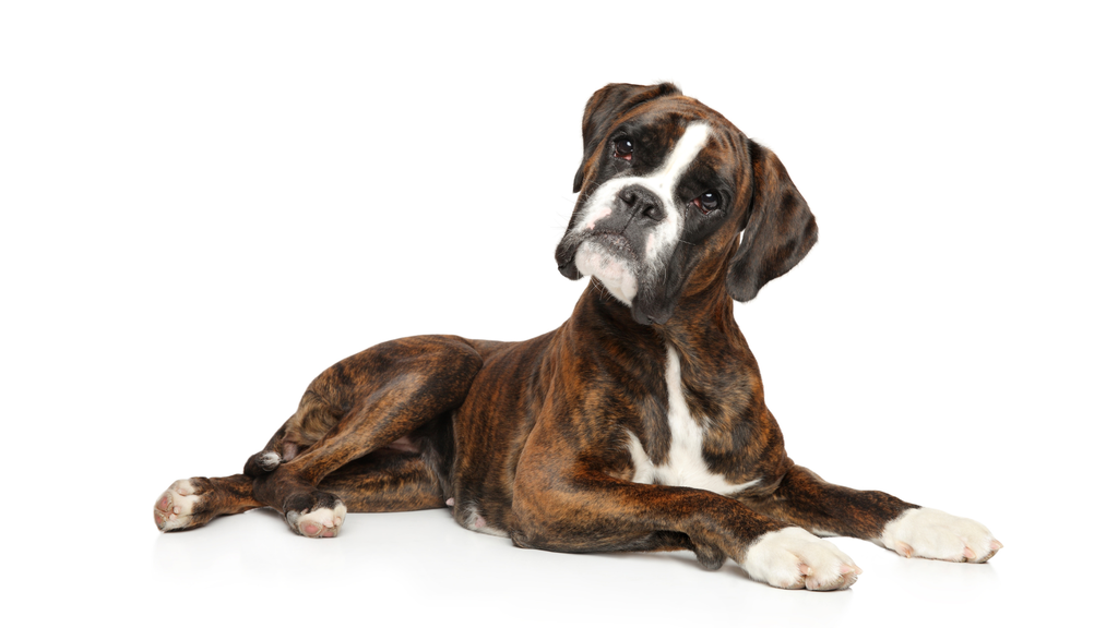 Duitser Boxer (of Boxer)