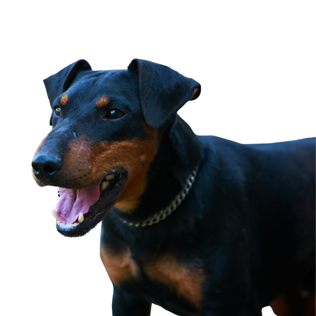 Deutscher Jagdterrier (ou Terrier de chasse allemand) 