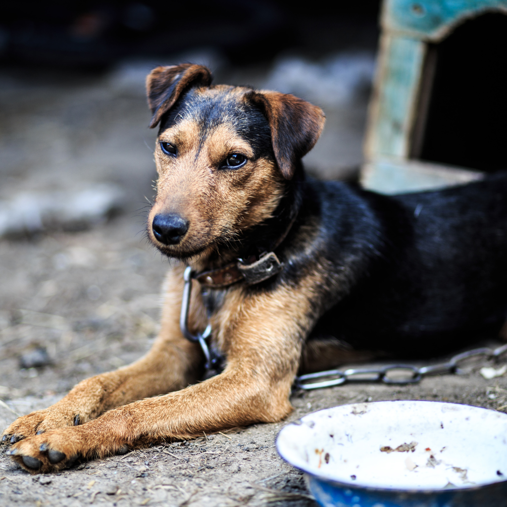 Deutscher Jagdterrier (ou Terrier de chasse allemand) 
