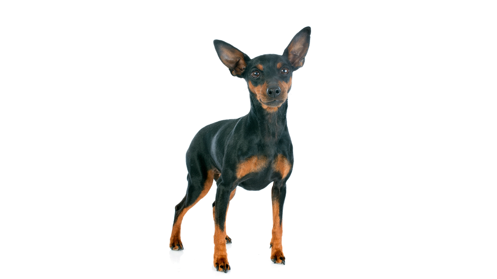 Deutscher Pinscher (ou Pinscher allemand et Pinscher nain) 