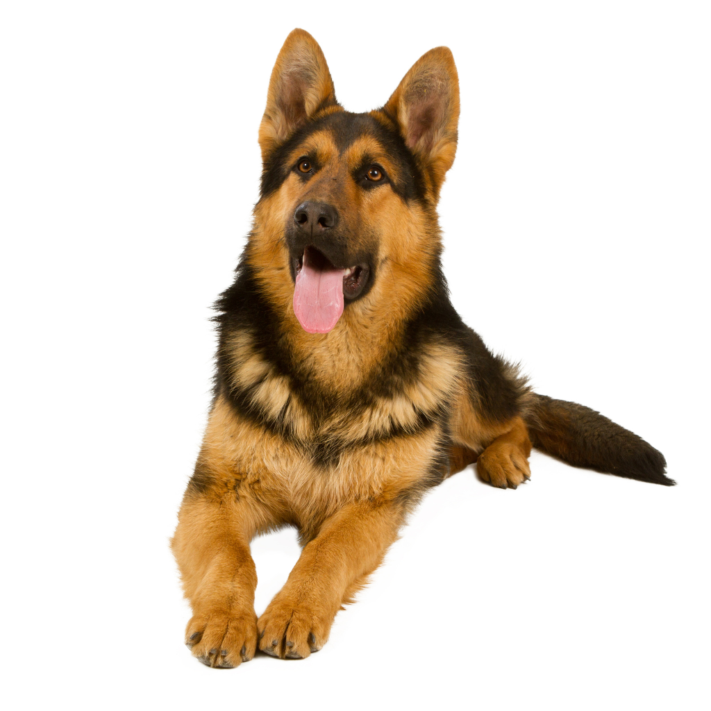 Deutscher Schäferhund (Berger Allemand)