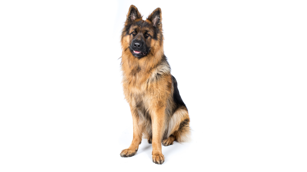 Deutscher Schäferhund (Berger Allemand)