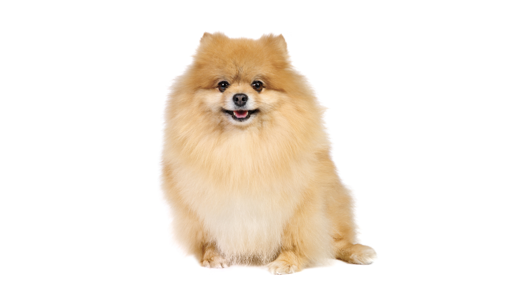 Duitser Spitz (of Duitse Spitz, Loulou van Pommeren, Pomeriaan, Duitse Spitz)