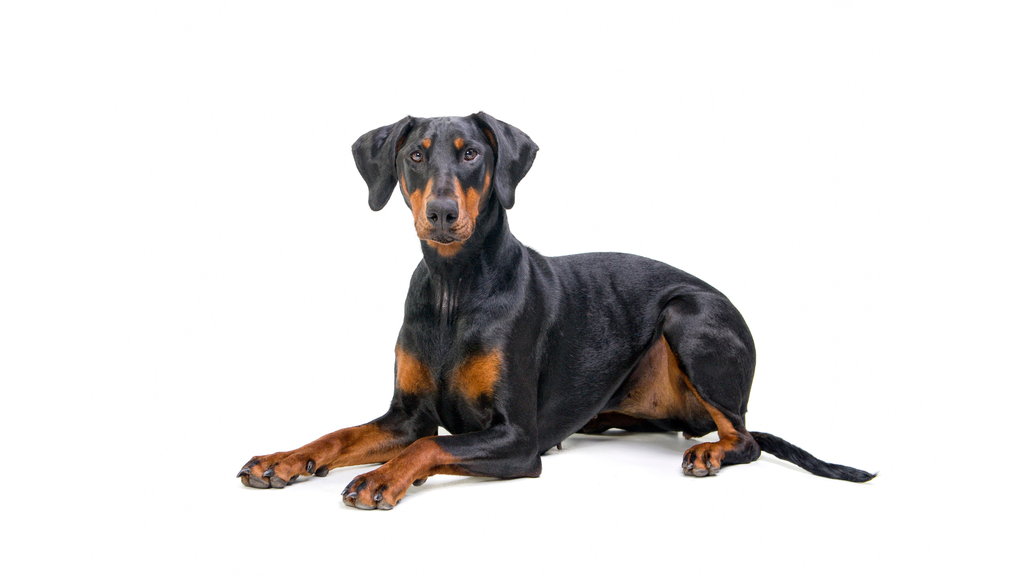 Dobermann (ou Dobermann Pinscher)