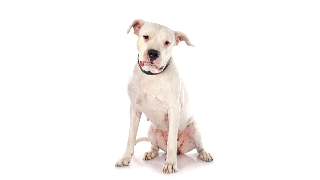 Dogo Argentino