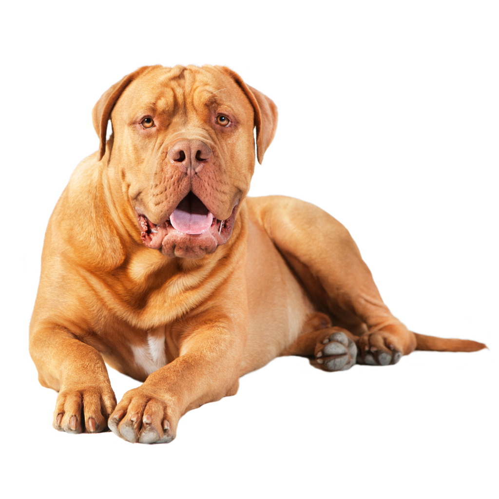 Dogue de Bordeaux (French Mastiff)