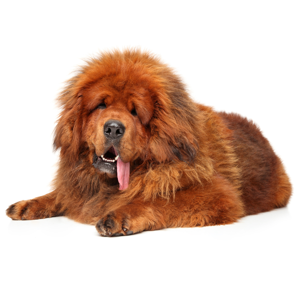 Do-Khyi (Mastiff Tibétain ou Dogue du Tibet) 