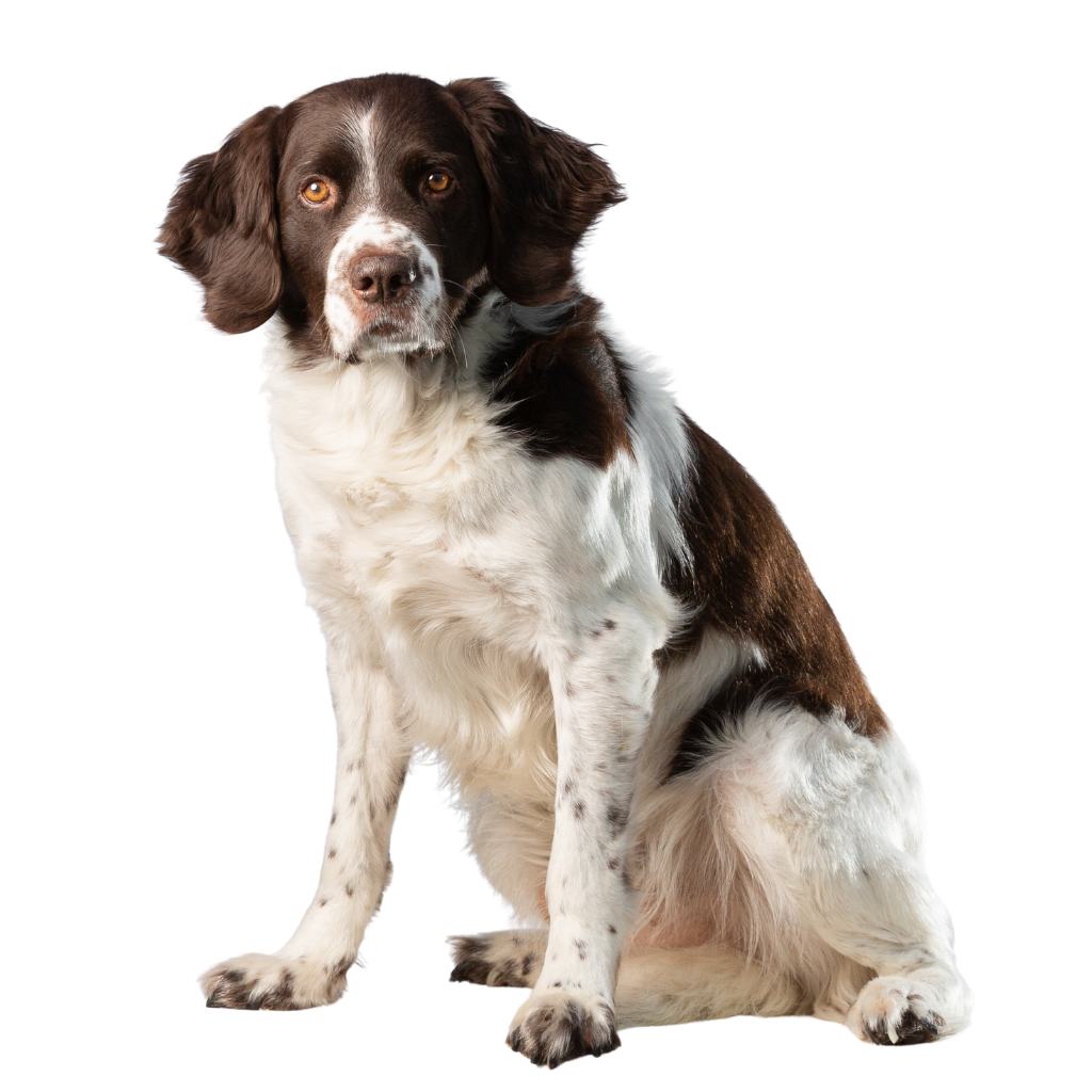 Drentsche Patrijshond (Epagneul de perdiz de Drente)