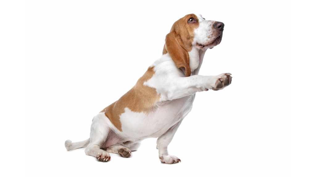 Drever (Zweedse Basset, Swedish Dachsbracke)