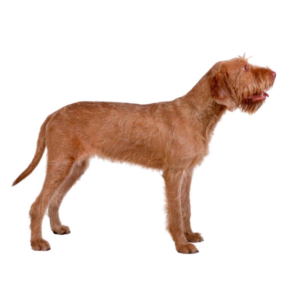 Drótzörü Hungarian Vizsla (or Wirehaired Hungarian Pointer)