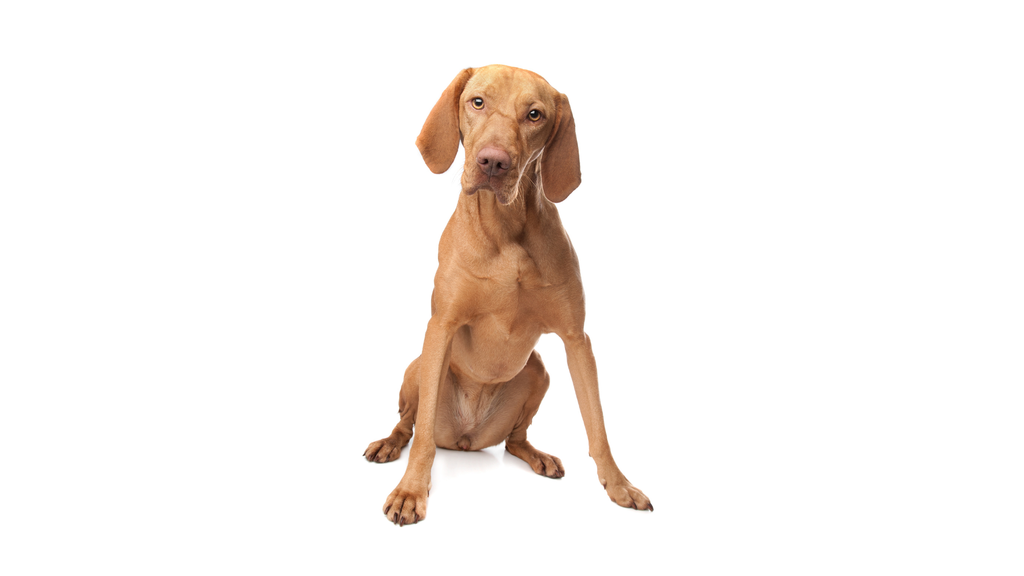 Drötzörü Magyar Vizsla (ou Braque hongrois à poil dur)