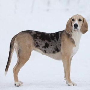 Dunker (Chien courant norvégien) 