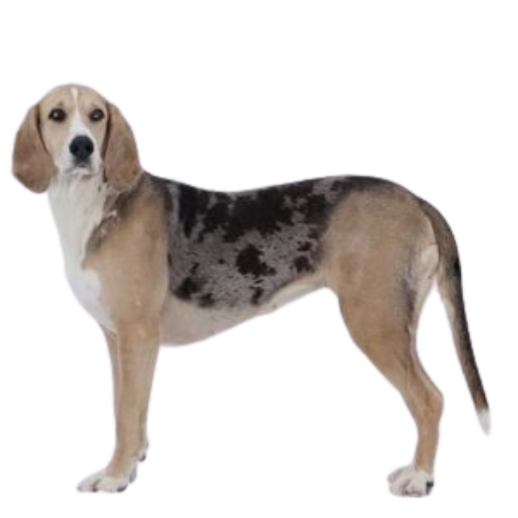 Dunker (Chien courant norvégien) 