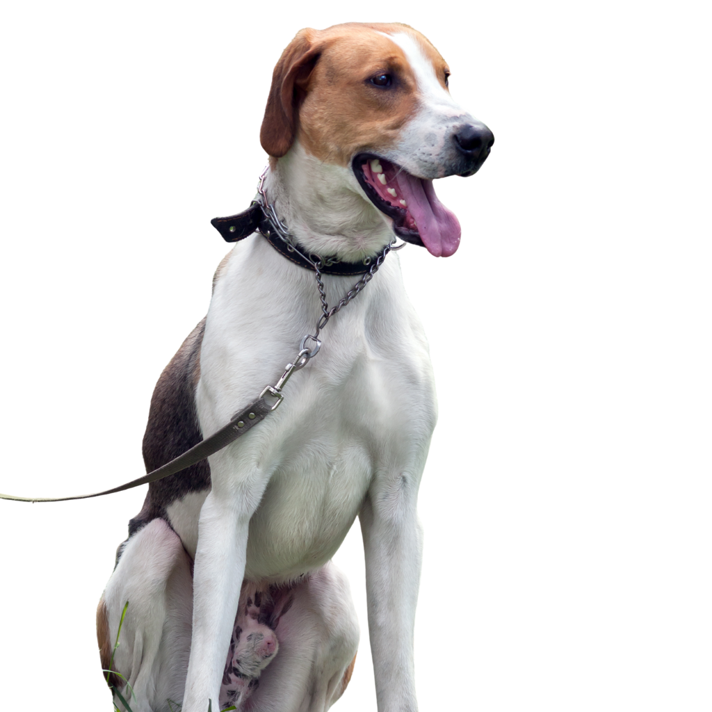 Eesti Hagijas (Chien Courant d'Estonie) 