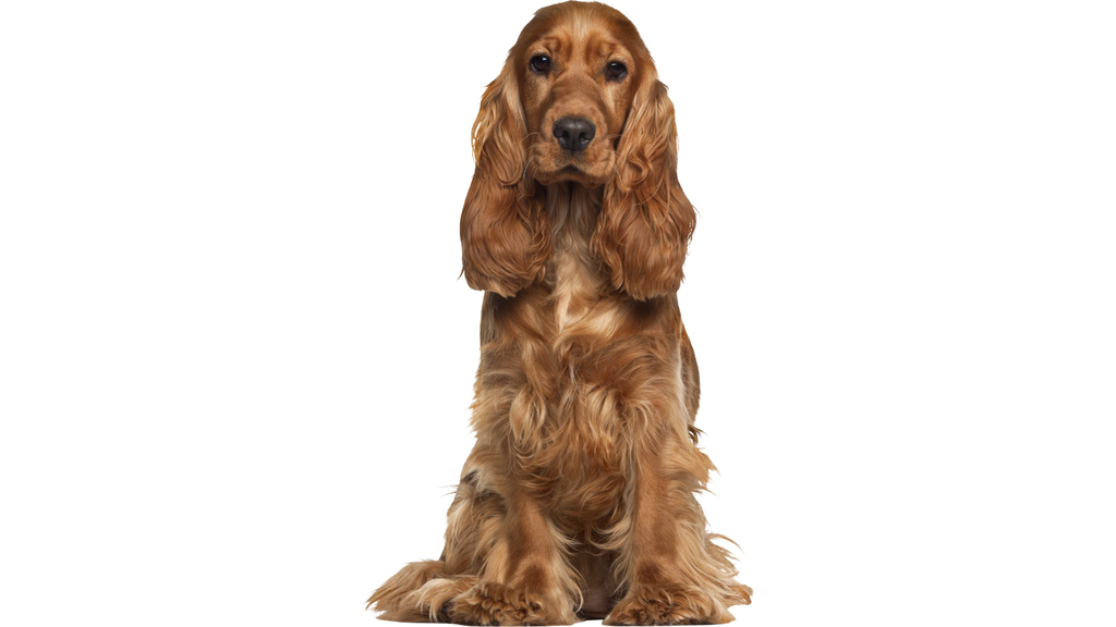 English Cocker Spaniel (Cocker anglais)