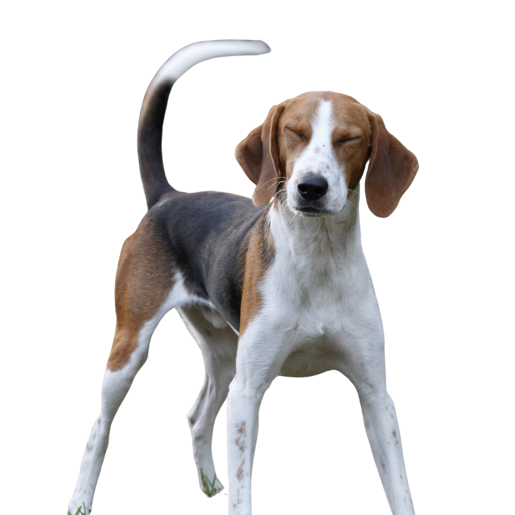English Foxhound (ou Foxhound anglais) 