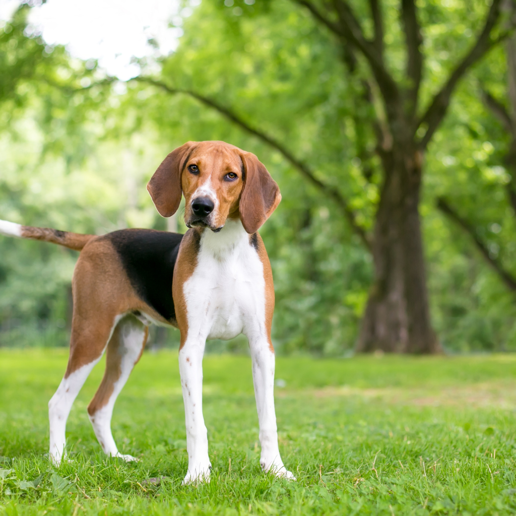 English Foxhound (ou Foxhound anglais) 