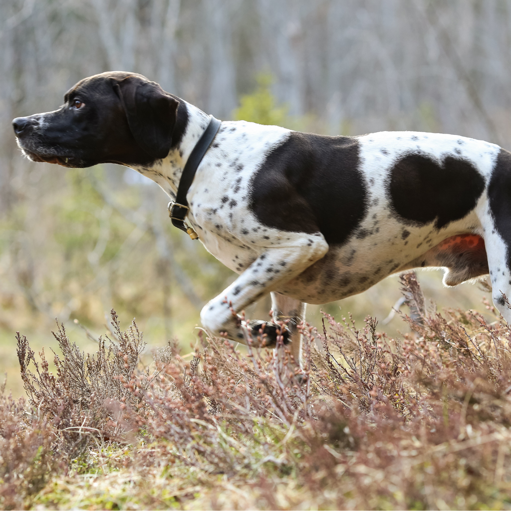English Pointer (Pointer Anglais)