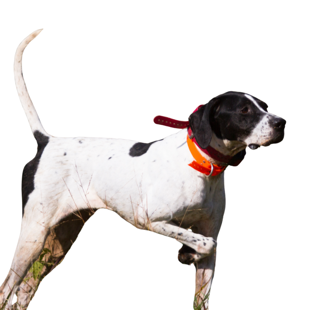 Pointer inglés (English Pointer)