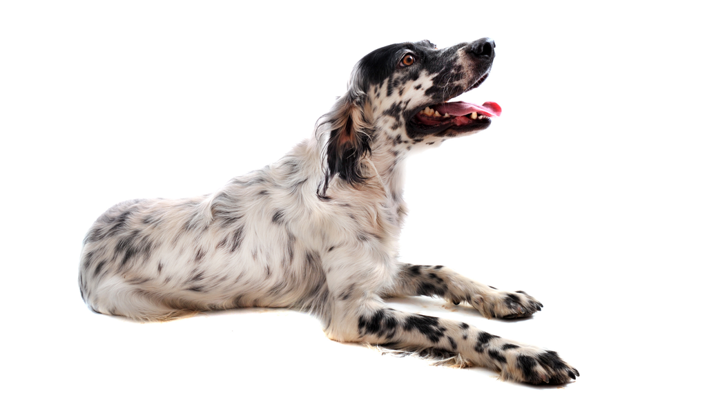 English Setter (ou Setter Anglais, Setter Laverack) 