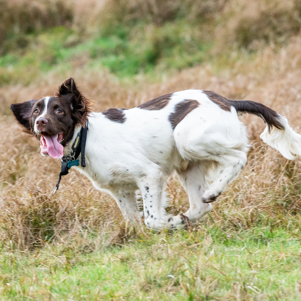 English Springer Spaniel (Ou Springer Anglais) 