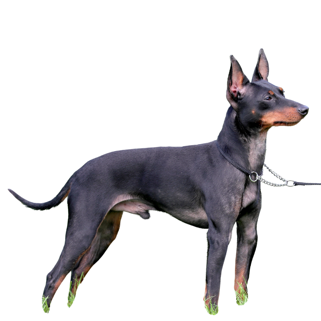 English Toy Terrier 