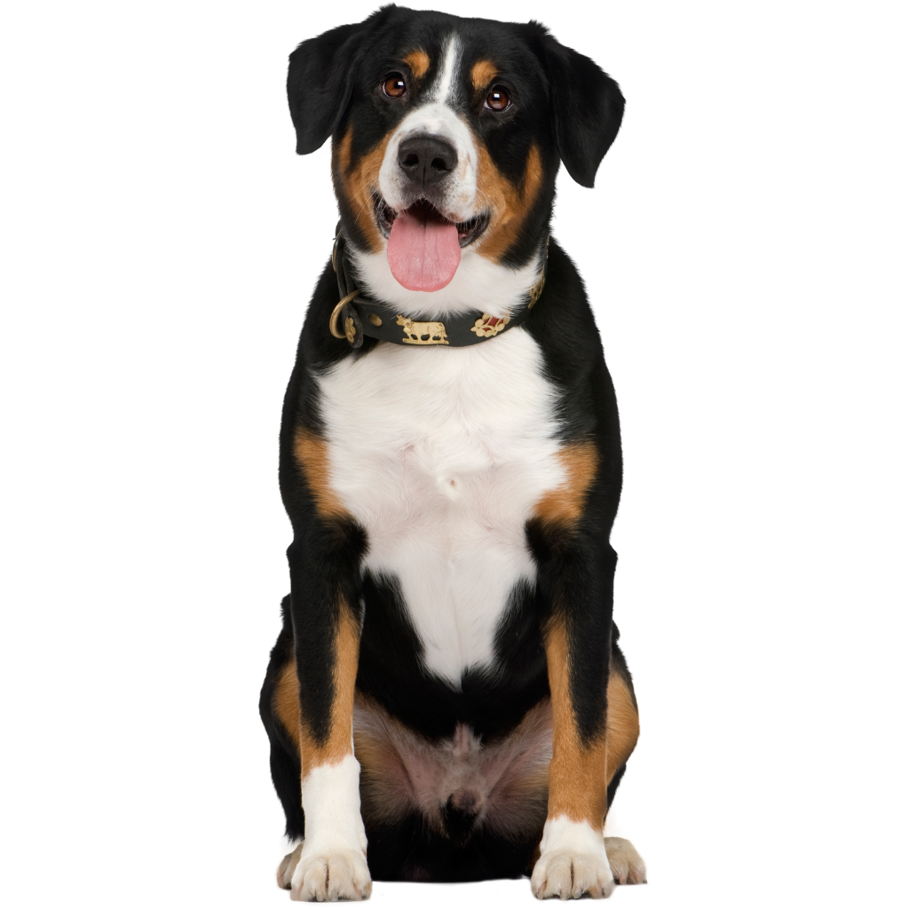 Entlebucher Sennenhund (Bouvier de l'Entlebuch) 
