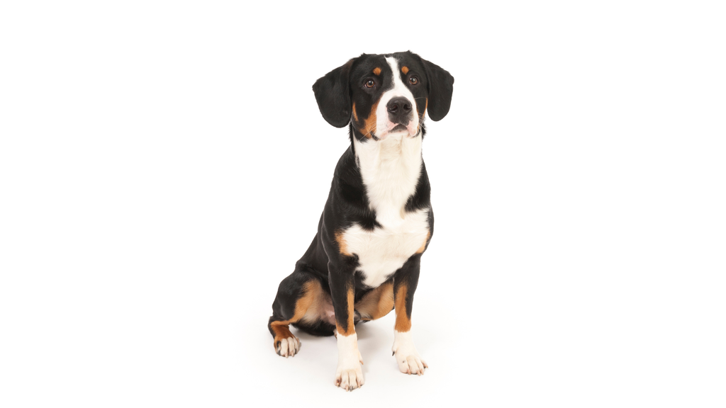 Entlebucher Sennenhund (Bouvier de l'Entlebuch) 