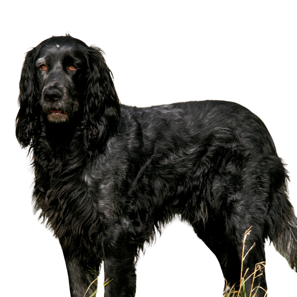 Spaniel Azul de Picardía