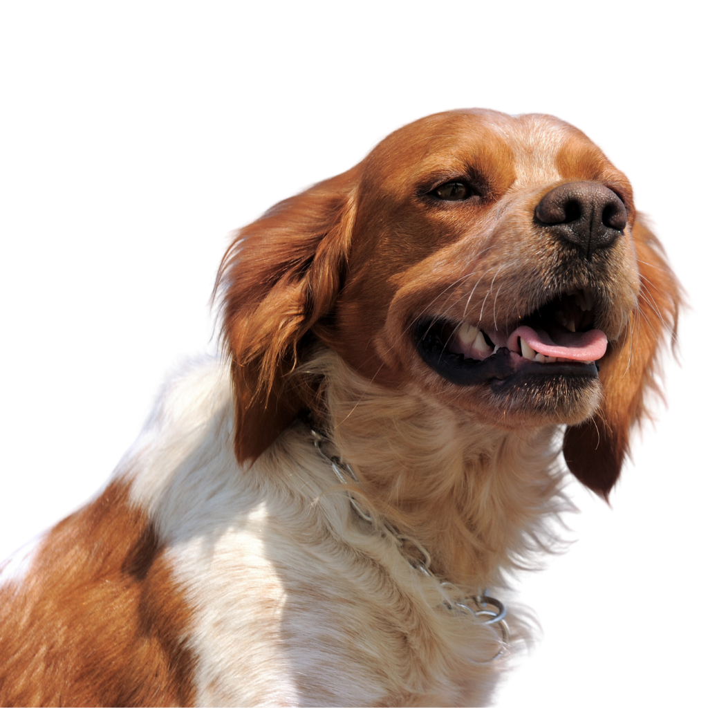 Épagneul Breton (ou Brittany Spaniel)