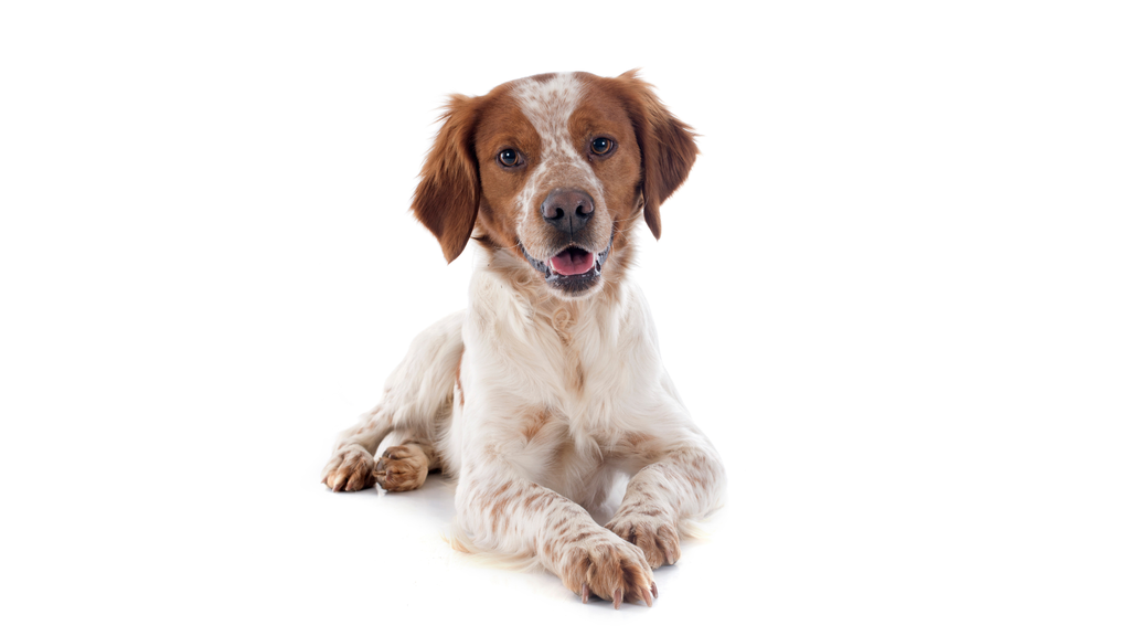 Épagneul Breton (ou Brittany Spaniel)