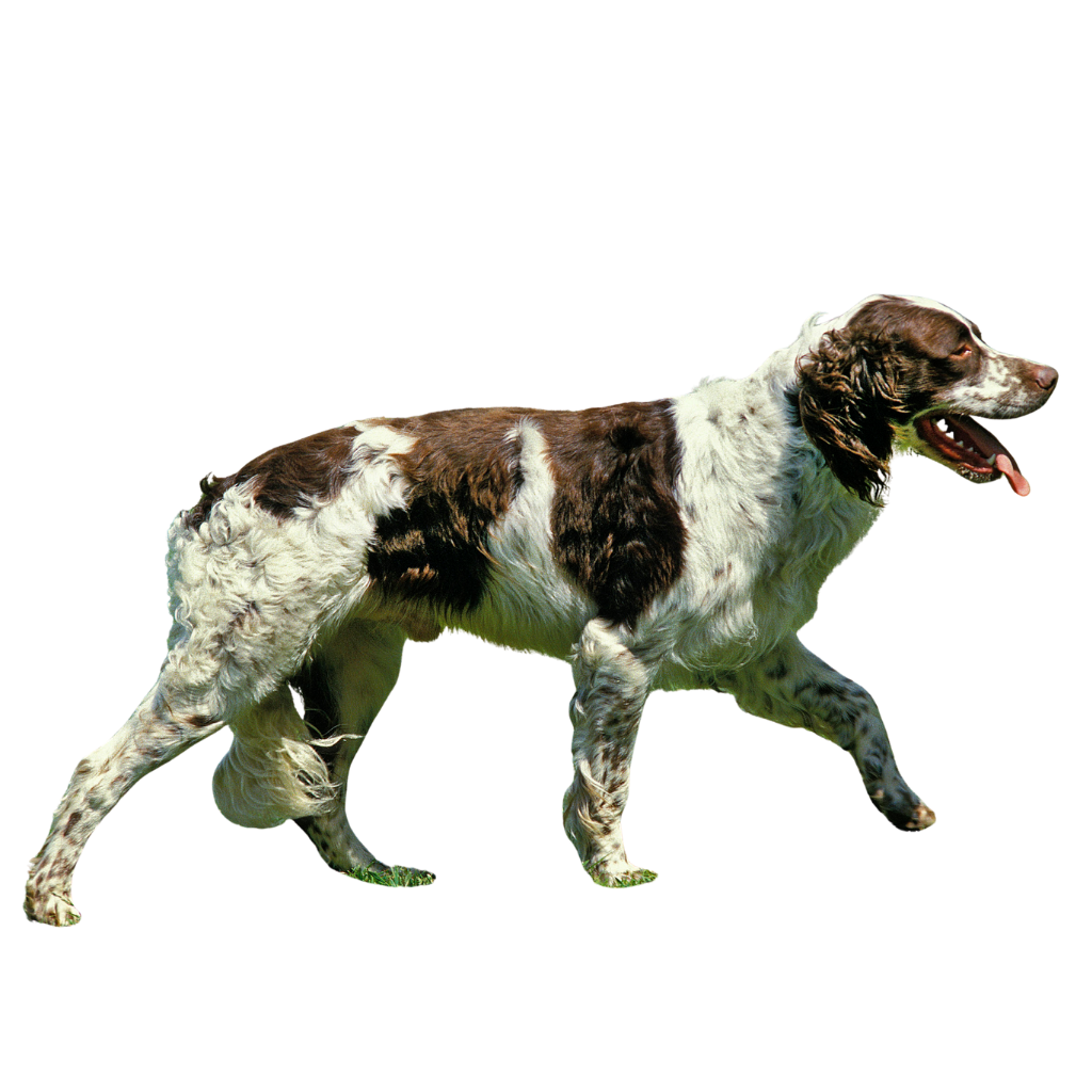 Epagneul Francés