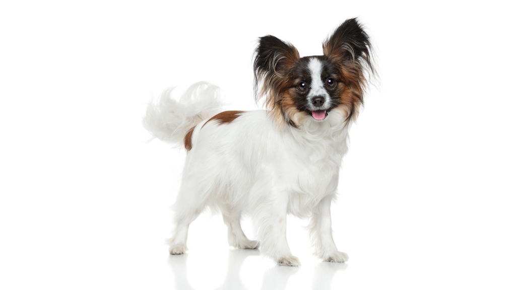 Épagneul Nain Continental (Papillon ou Phalène)