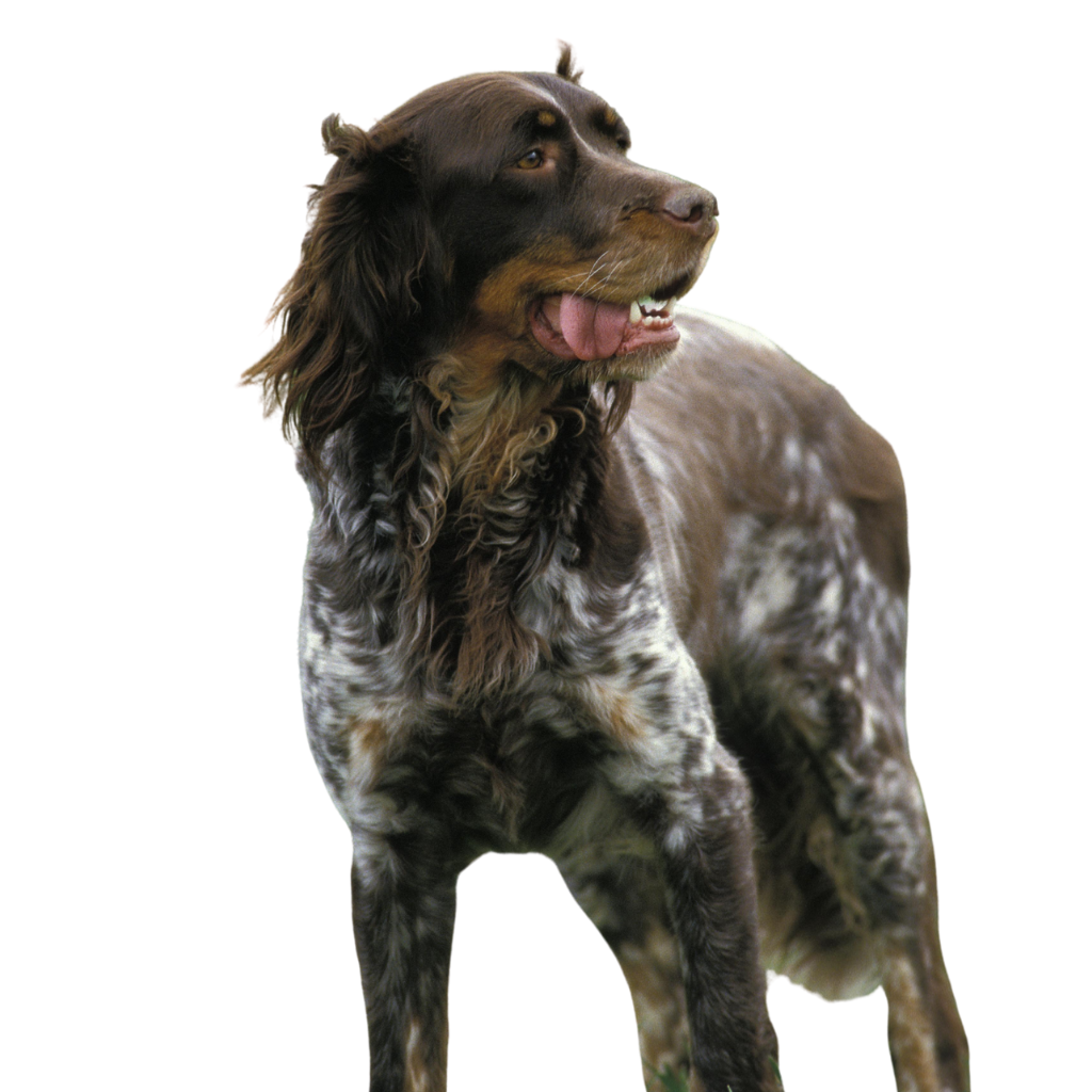 Picardy Spaniel