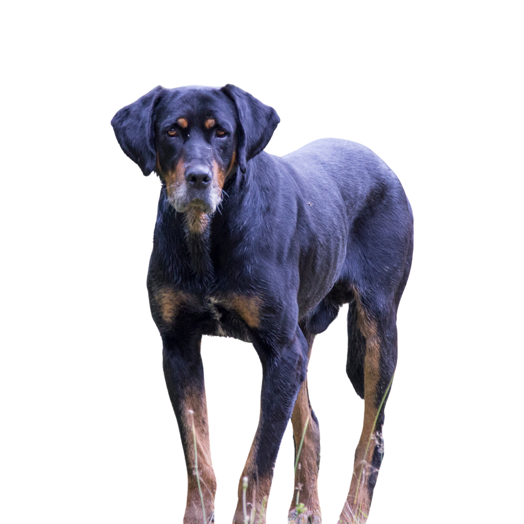 Erdélyi Kopó (Transsylvaanse Hound)