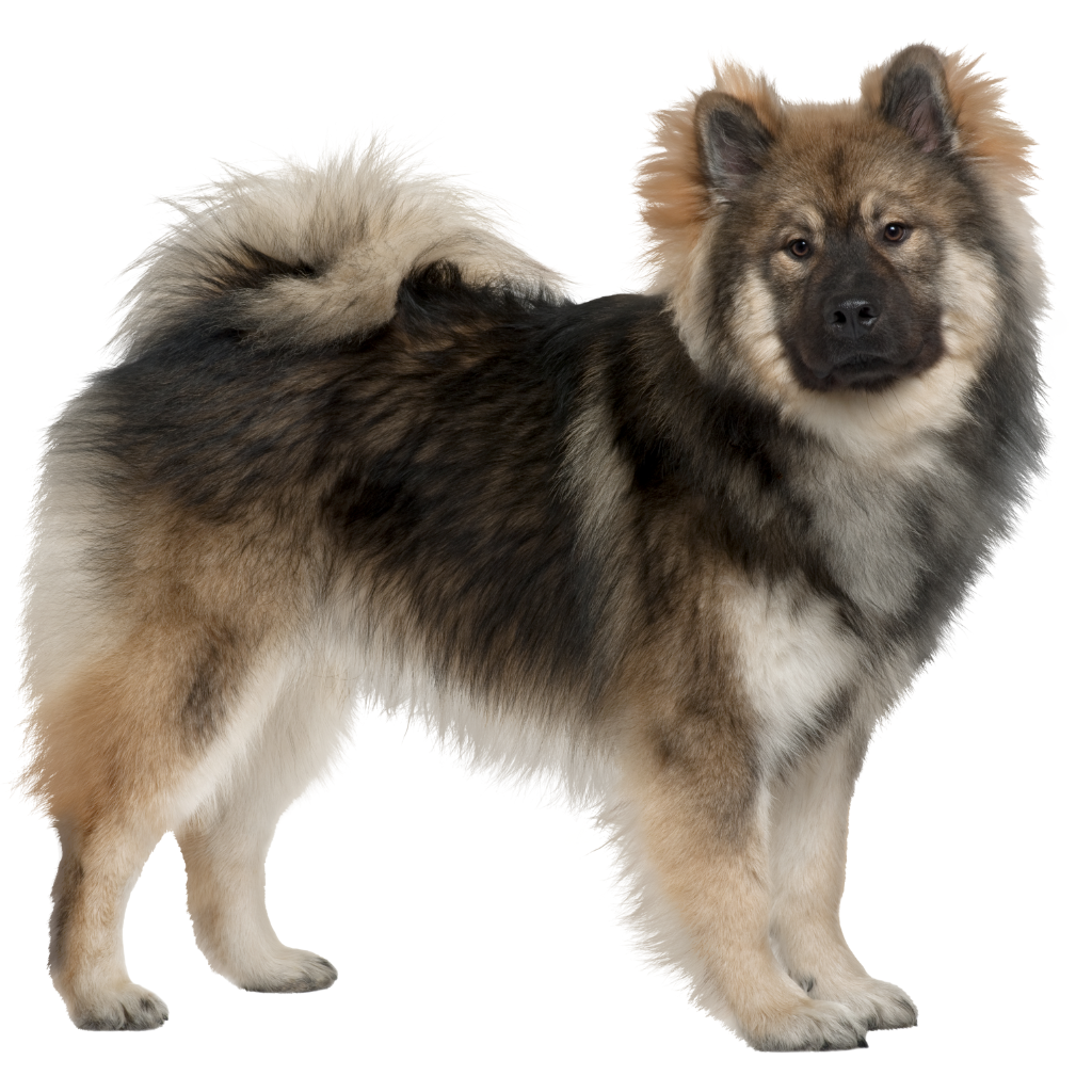 Eurasier (or Wolf-Chow)