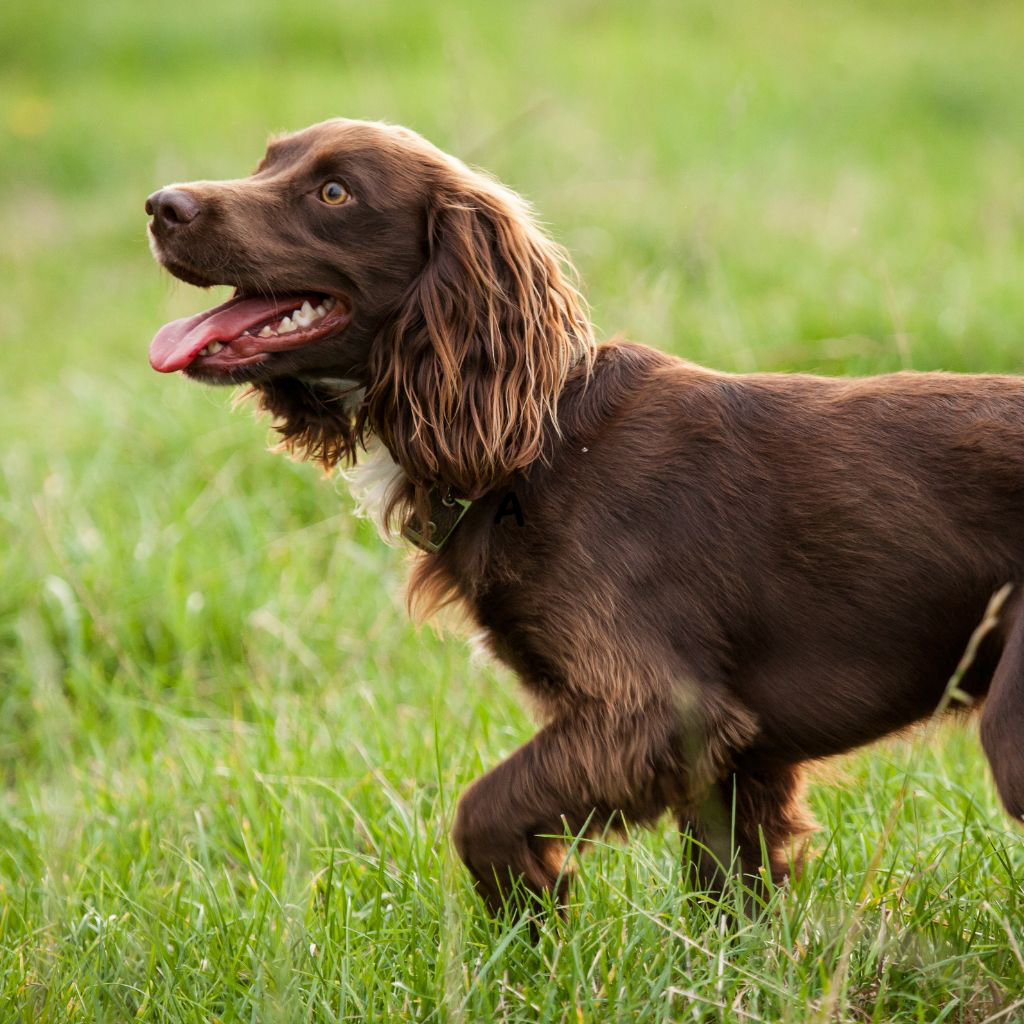 Field Spaniel
