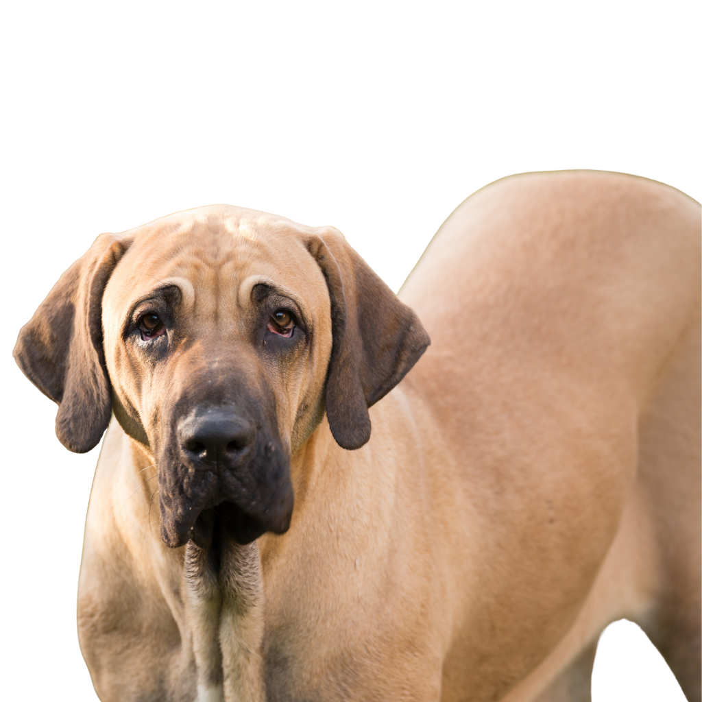 Fila Brasileiro (or Brazilian Mastiff)