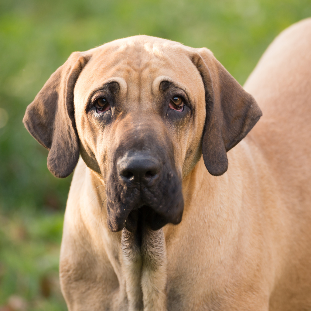 Fila Brasileiro (ou Matin Brésilien)