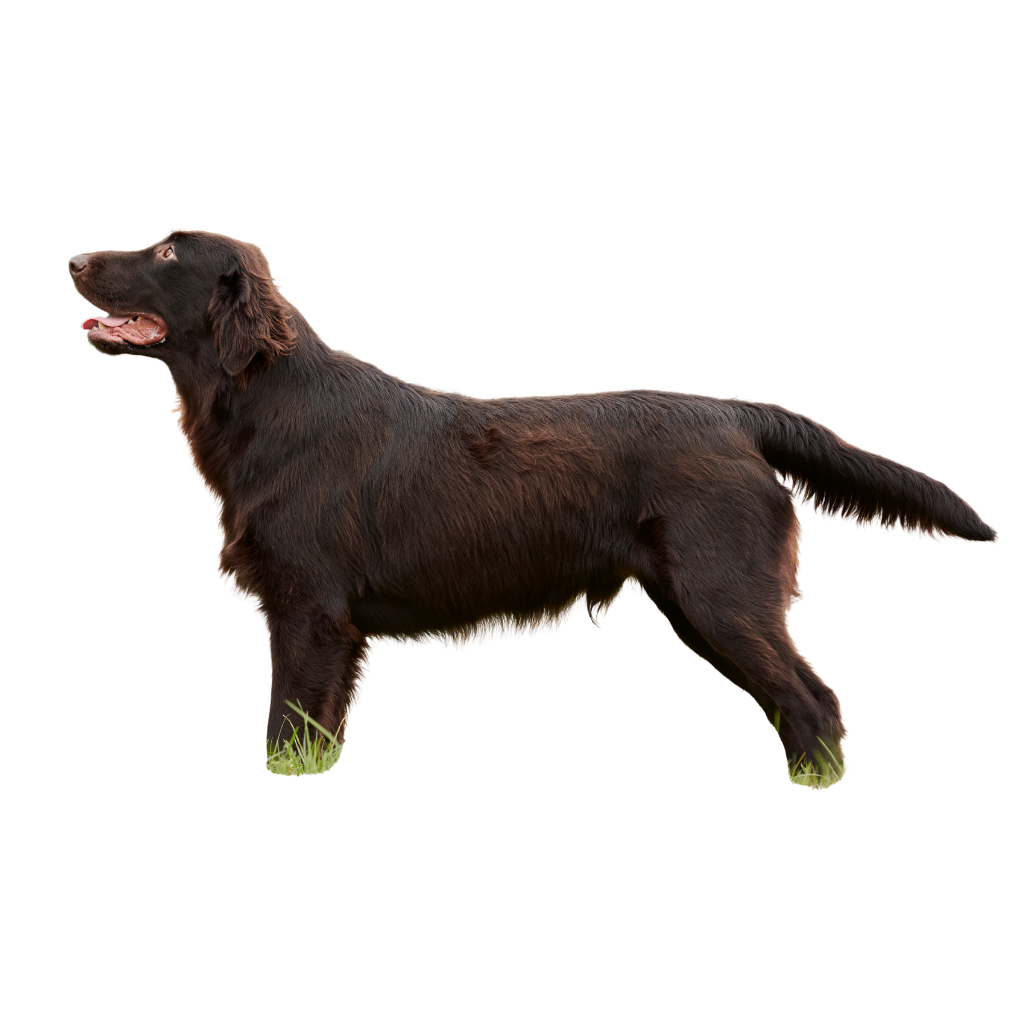 Flat Coated Retriever (ou Retriever à poil plat)