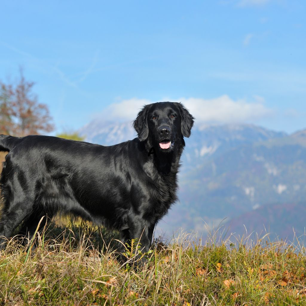 Flat Coated Retriever (ou Retriever à poil plat)