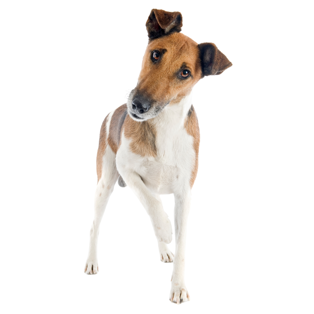 Fox Terrier Glad (of Fox Terrier met gladde vacht)
