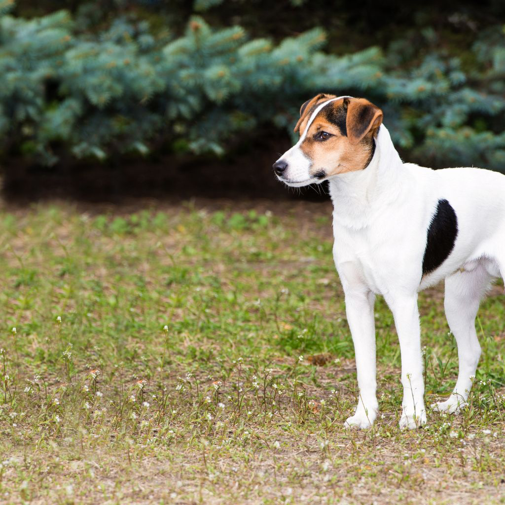 Fox Terrier Smooth (ou Fox Terrier à poil lisse)
