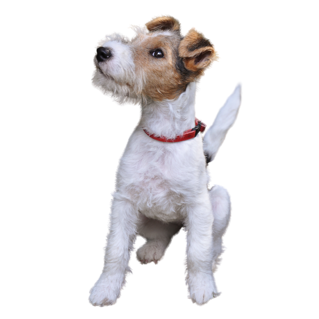 Fox Terrier Wire (Ou Fox Terrier à poil dur)