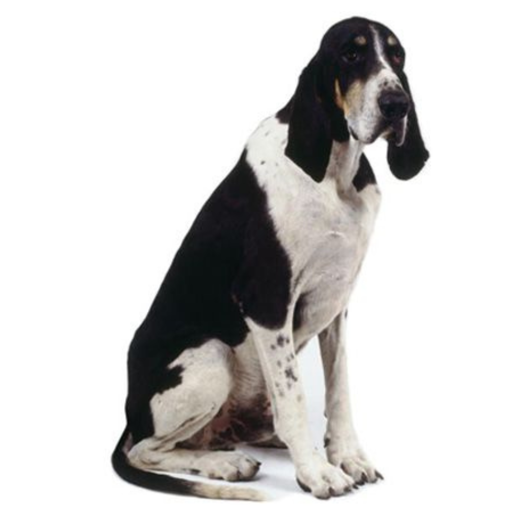 French White and Black