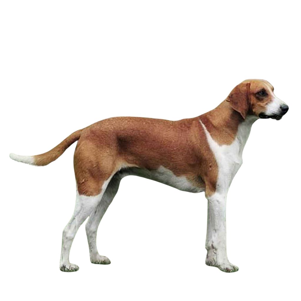 French White and Orange