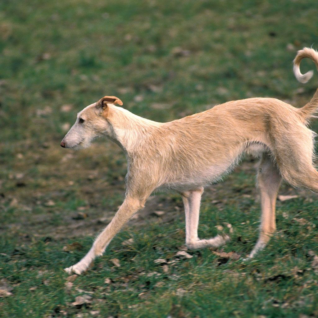 Galgo Español (Lévrier Espagnol)