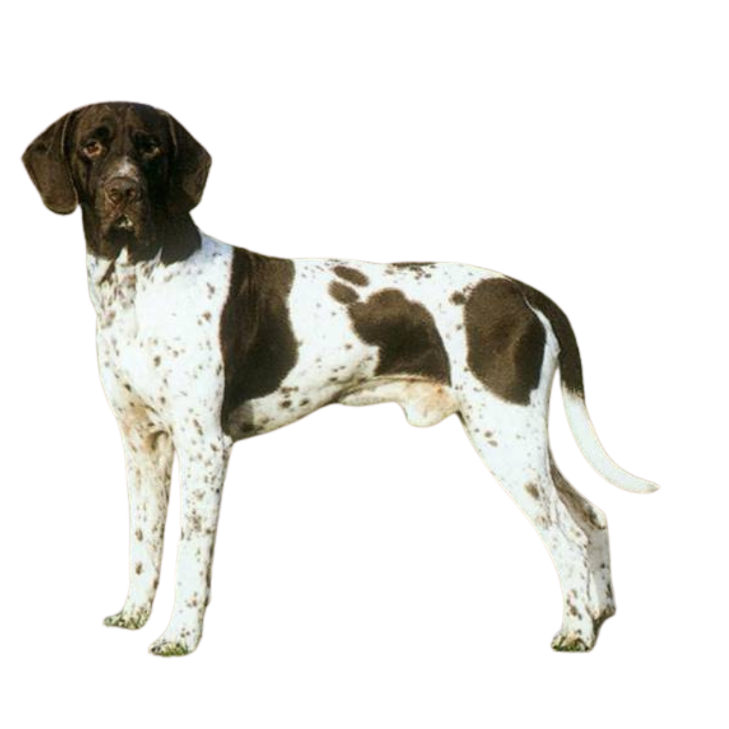 Gammel Dansk Hønsehund (Viejo Perro de Muestra Danés)