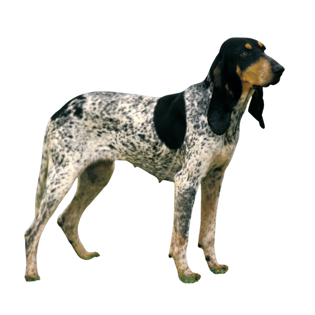 Gascón Saintongeois