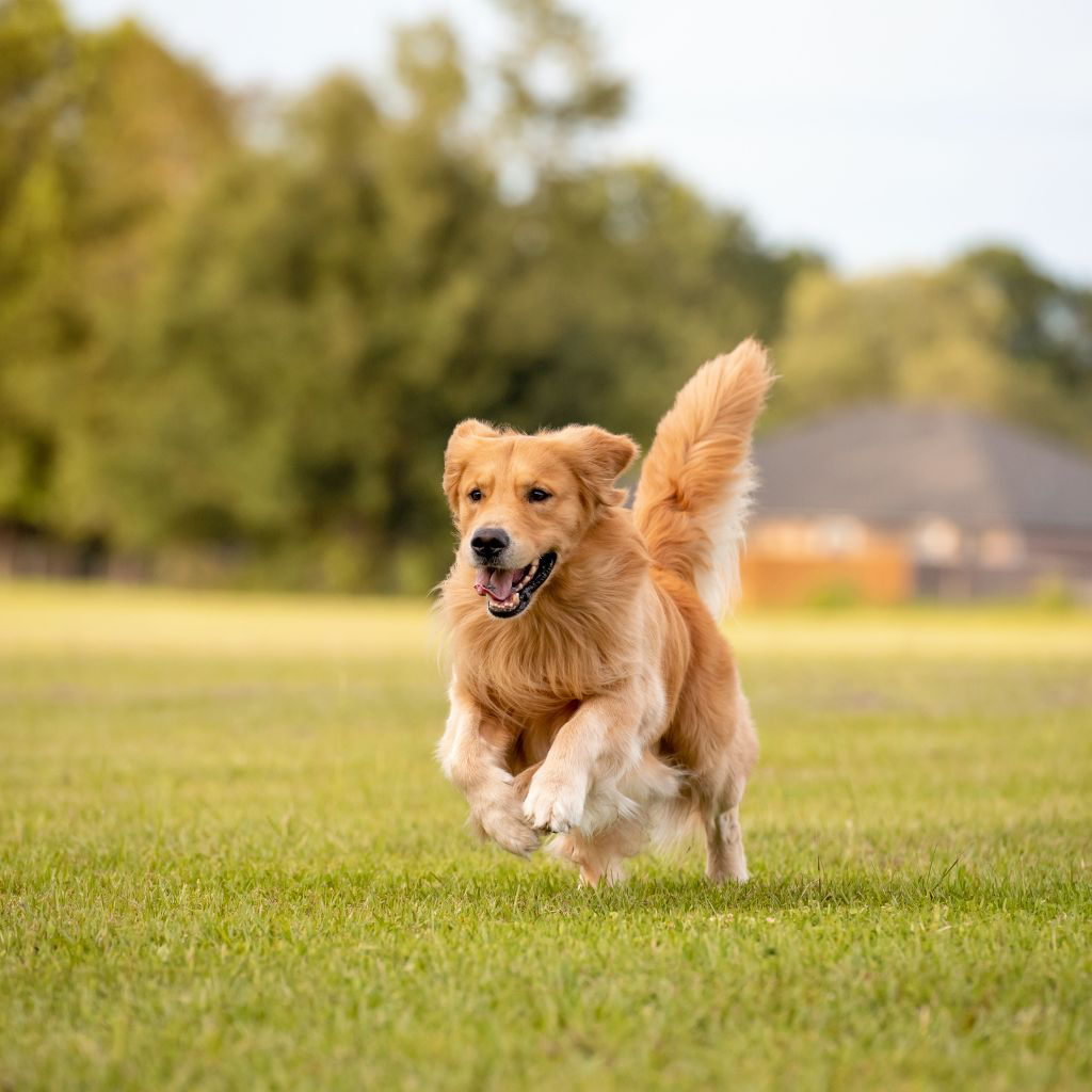 Golden Retriever